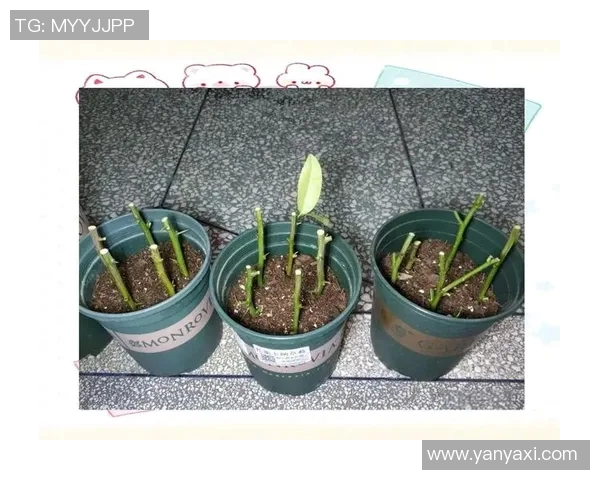 掌握颠足球的技巧与练习方法助你提升球技的全面指南 掌握颠足球的技巧与练习方法助你提升球技的全面指南