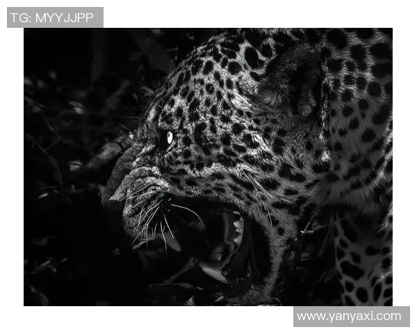 美洲虎与狮子谁更强大揭秘两大猛兽的生存之道与猎杀技巧 美洲虎与狮子谁更强大揭秘两大猛兽的生存之道与猎杀技巧